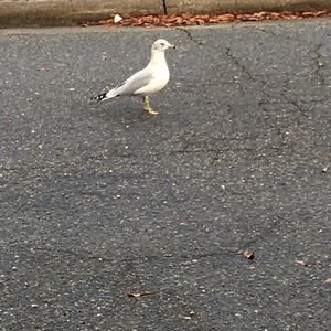 Meet your Posher, Zachariah